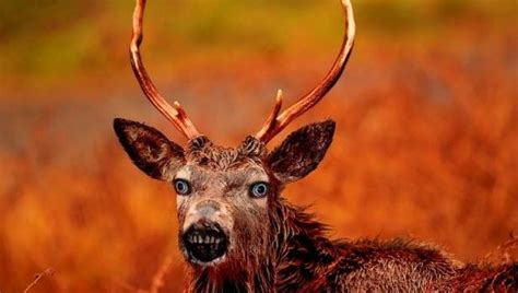 Zombie Deer Disease Rears Its Ugly Head: Canada Issues Stark Warning ...