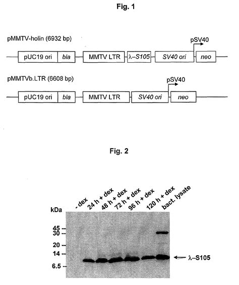 Bacteriophage and prophage proteins in cancer gene therapy - Eureka | Patsnap