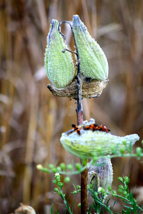 Milkweed pods. | Milkweed pods, Seed pods, Milkweed