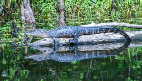 The Best Swamp Tours in New Orleans - Find the Right One for You