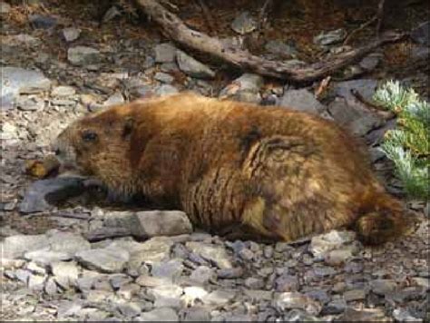 3—The Olympic marmot is endemic to the Olympic Peninsula. Warming... | Download Scientific Diagram