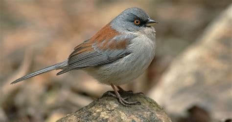 Yellow-eyed Junco Identification, All About Birds, Cornell Lab of ...