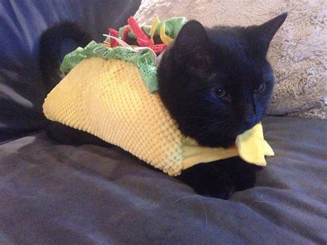 20 Of The Funniest Cats In Costumes - Page 5 of 5