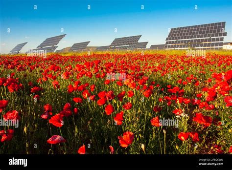 Poppy field installation hi-res stock photography and images - Alamy