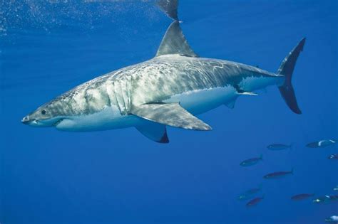 Great White Shark Diagram