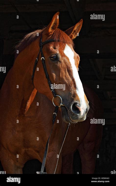 Horse portrait on black background Stock Photo - Alamy