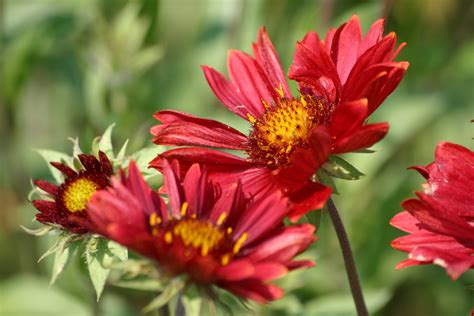 Gaillardia 'Burgundy' - Riverside Garden Centre