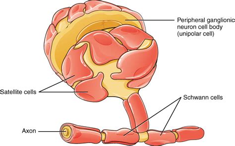 Difference Between Schwann Cell and Myelin Sheath | Schwann Cell vs Myelin Sheath