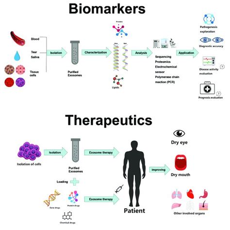 | Exosomes as biomarkers and therapeutic tools in Sjögren's syndrome. | Download Scientific Diagram