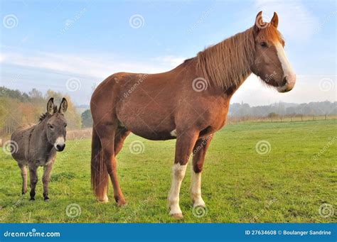 Friendship Between A Donkey And A Horse Royalty Free Stock Photos ...