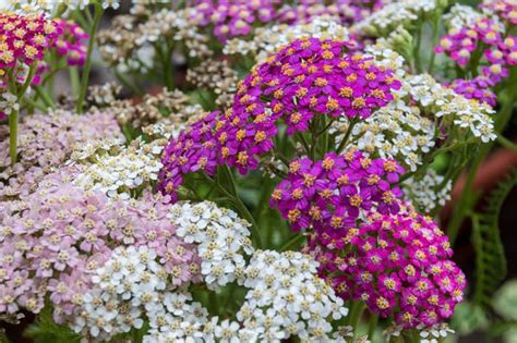 Yarrow: Best Varieties, Growing Guide, Care, Problems, and Harvest