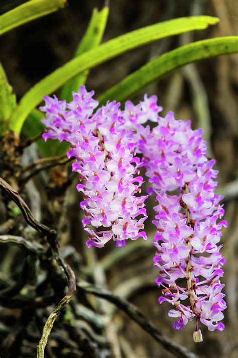 Foxtail orchid closeup Photograph by Vishwanath Bhat - Fine Art America