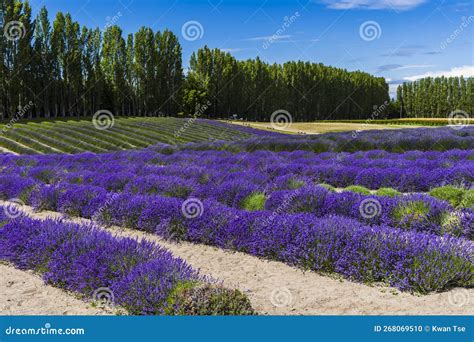 Lavender Fields Scenery at the Sequim Lavender Festival in Summer ...