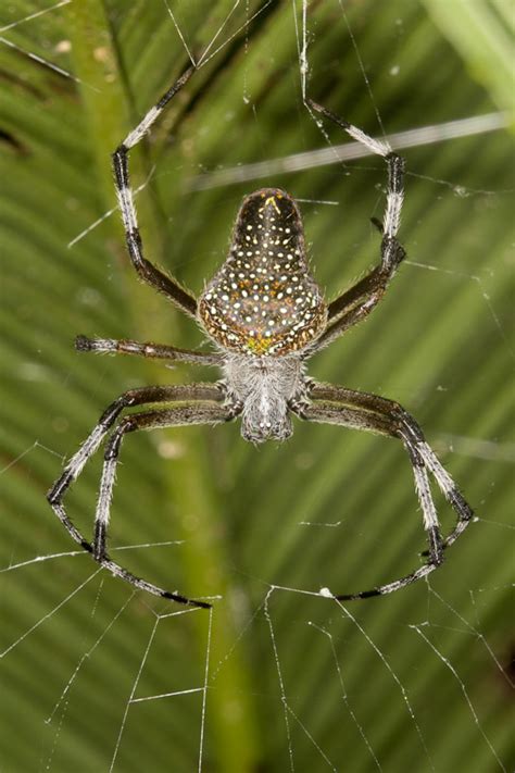 Gold-spotted Orb Weaver | Nature Closeups