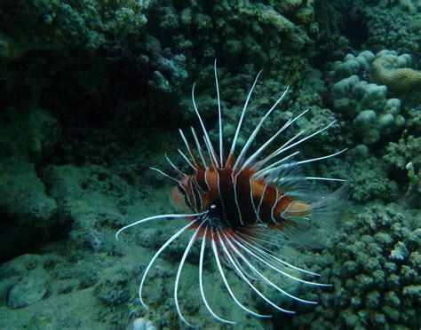 Red Sea Snorkeling www.RedSeaSnorkeling.com | Top-5 poisonous fish