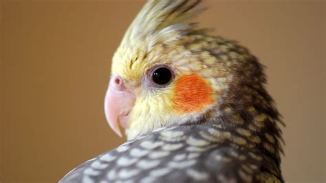 Birds at Home: Cockatiels