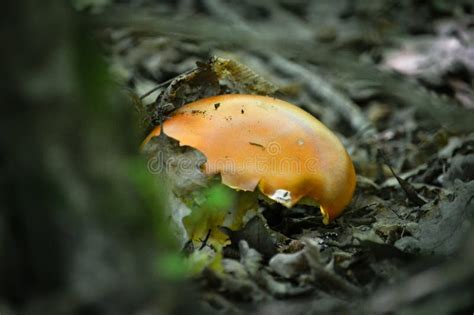 Amanita Caesarea (lat. Amanita Caesarea) is an Edible Mushroom Stock Photo - Image of šumama ...