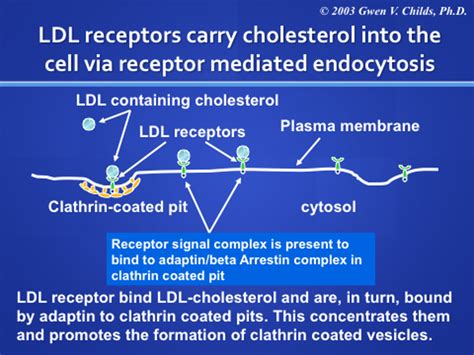 Receptor Mediated Endocytosis Examples