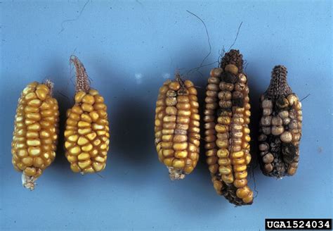 Aspergillus ear and kernel rot (Aspergillus flavus ) on corn (Zea mays ...