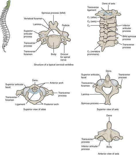 [Figure, Cervical Vertebrae. A. Superior view...] - StatPearls - NCBI Bookshelf