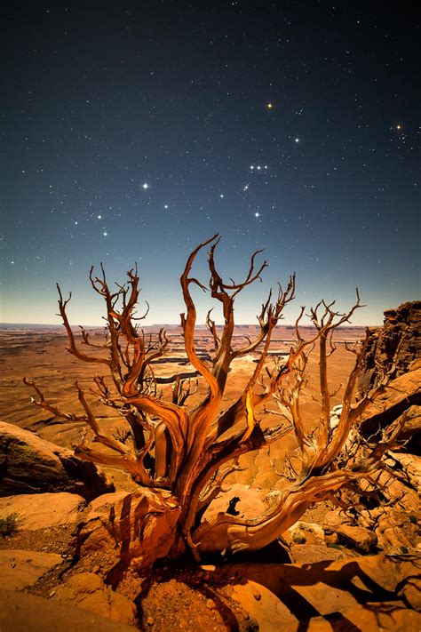 Burning Bush - David Mayhew Photography