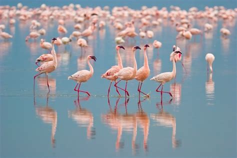 Flamingo Habitat - Animal Facts and Information