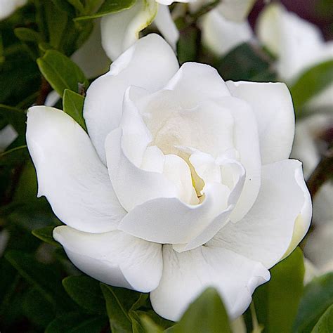 Jubilation Gardenia | PlantAddicts.com