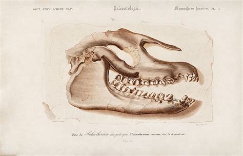 Odd-toed ungulate (Palaeotherium) illustrated by Charles | Free Photo ...