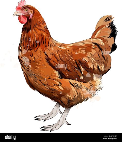 Brown hen, chicken from a splash of watercolor, colored drawing ...