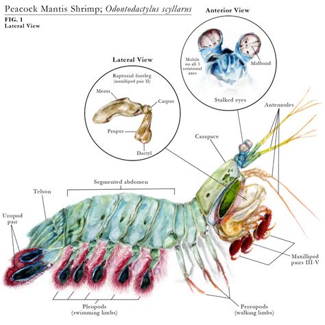 mantis shrimp anatomical drawing - Google Search | Mantis shrimp, Shrimp art, Shrimp