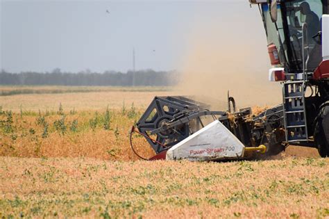 Harvesting Peas With A Combine Harvester Harvesting Peas From The Fields Stock Photo - Download ...