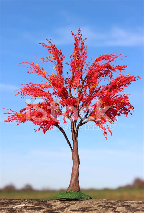 Miniature / Model Japanese Maple Tree (acer Palmatum), Red Autum stock ...