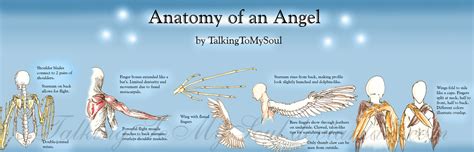 anatomy of an angel by TalkingToMySoul on DeviantArt