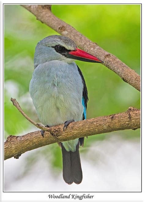 Woodland Kingfisher - Kisumu Lake Victoria Kenya | Kingfisher, Kisumu, Woodland