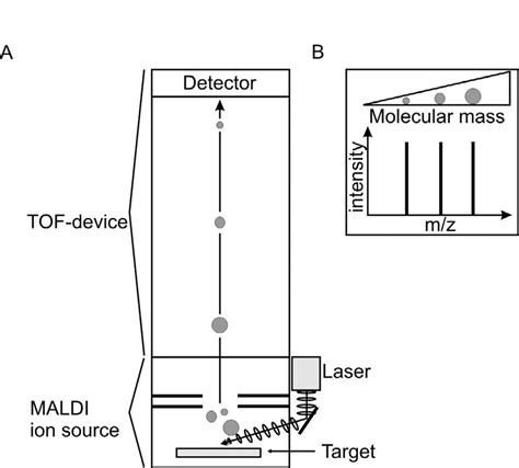 MALDI-TOF mass spectrometry. A Schematic drawing of a MALDI-TOF mass ...