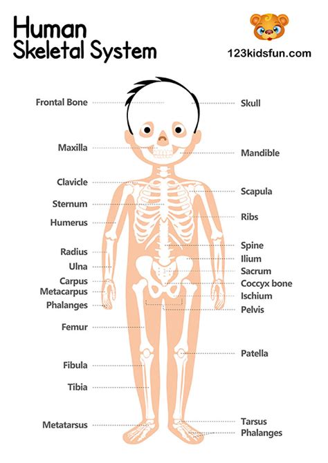 Human Body Systems for Kids Free Printables - Homeschooling | 123 Kids ...