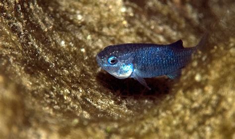 Endangered Devils Hole pupfish population reaches 25-year high