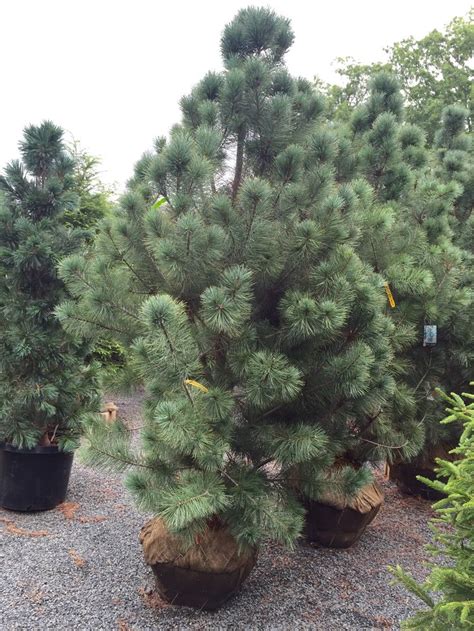 White Pine | Plants, White pine, Garden