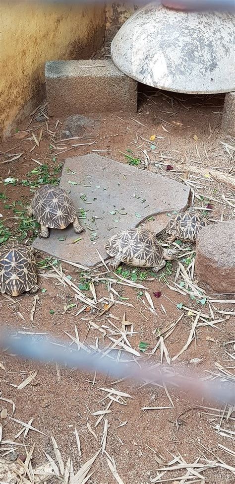 Guindy Snake Park (Chennai (Madras)) - 2019 All You Need to Know BEFORE You Go (with Photos ...