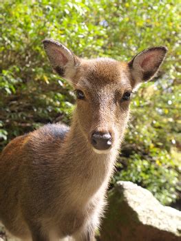 Whether you like it or not, you're going to meet Yakushima wildlife!