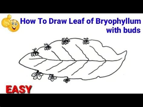 how to draw leaf of bryophyllum | how to draw leaf of bryophyllum step by step | bryophyllum ...