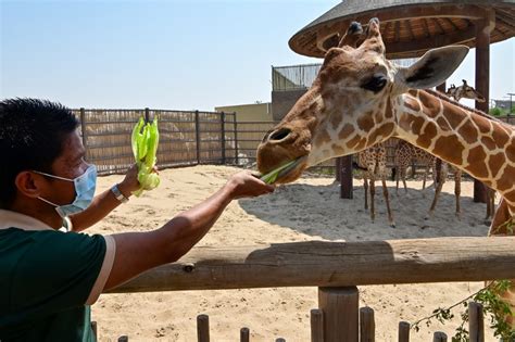 Dubai Safari Park re-opens after two-year refurbishment - News - The Jakarta Post