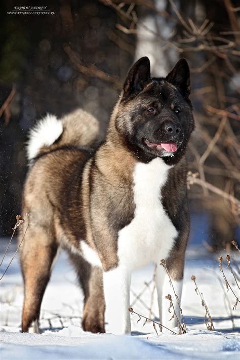 Akita dog – Artofit