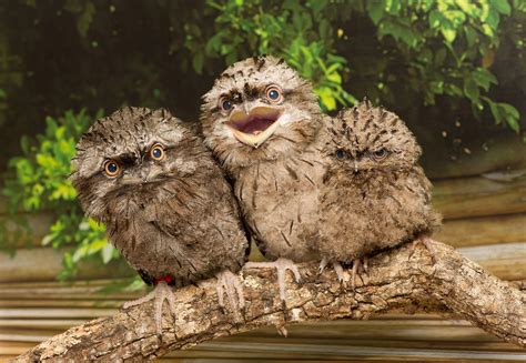 Potoo birds, especially baby ones, always make me smile. : r/MadeMeSmile