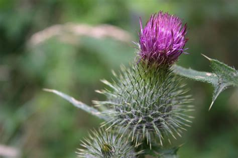 28 Edible Weeds You Can Find in Your Own Backyard