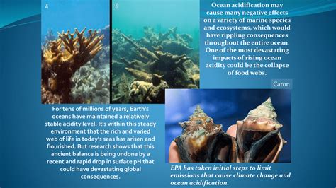 Ocean acidification may cause many negative effects on a variety of