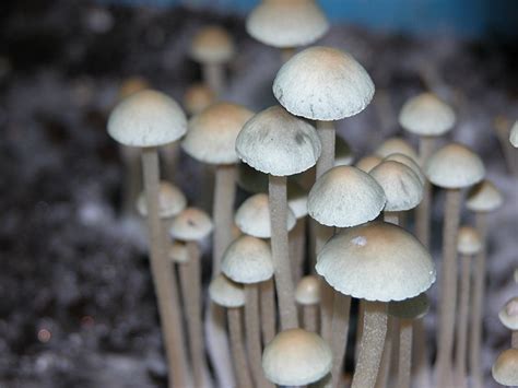 Panaeolus cyanescens | Mycology Wiki | Fandom