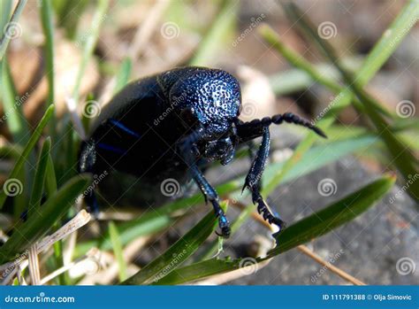 Blue beetle stock photo. Image of blue, color, insect - 111791388