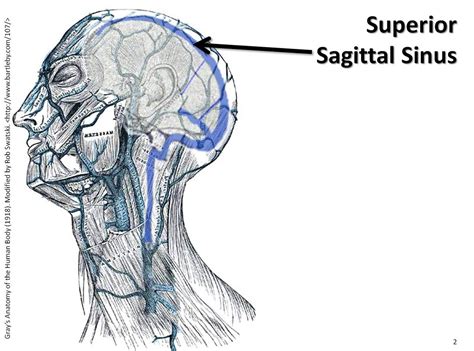 Superior sagittal sinus - The Anatomy of the Veins Visual … | Flickr