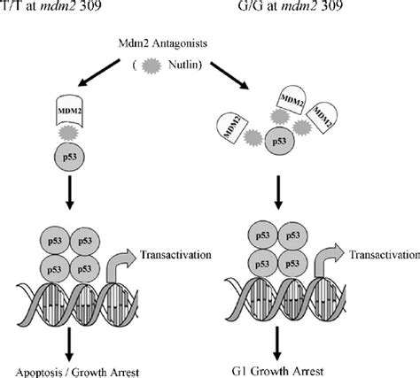 Nutlin-3 can release the p53-Mdm2 complex in mdm2 SNP309 cells. A model... | Download Scientific ...